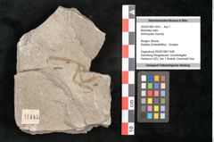 Foto (Objekt + Etikett) von Mantodea indet.  (NHMW-GEO-2024-0188-11445)